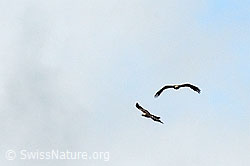 Photo: Zwei Steinadler im Flug