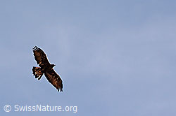 Photo: Flugbild eines Steinadlers