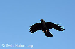 Photo: Alpendohle im Flug