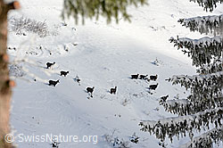 Foto: Gämsrudel in winterlicher Umgebung