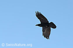 Photo: Kolkrabe im Flug