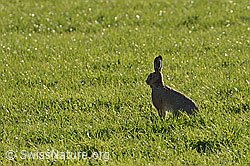 Photo: In Wiese sitzender Feldhase