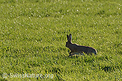 Photo: Durch Wiese streifender Feldhase