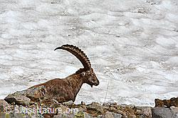 C104426: Ruhender Steinbock