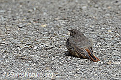 Foto: Hausrotschwanz, Jungvogel