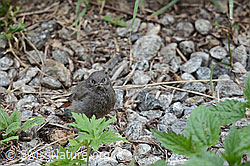 Jungvogel: Hausrotschwanz (C104575)