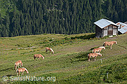 Photo: Hauspferde (Equus caballus)