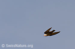 Felsenschwalbe (Ptyonoprogne rupestris) im Flug (C104894)