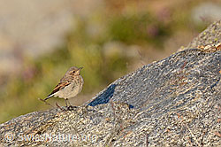 Foto: Bergpieper (Anthus spinoletta), Jungvogel