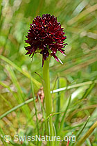 Photo: Schwarzes Männertreu (Nigritella rhellicani), Blütenstand und Stängel