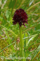 Photo: Schwarzes Männertreu (Nigritella rhellicani), Blütenstand und Stängel