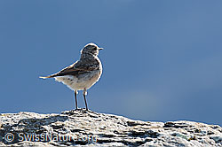 Foto: Steinschmätzer (Oenanthe oenanthe)