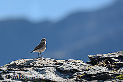 Foto: Steinschmätzer (Oenanthe oenanthe)