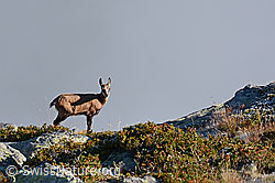 C108849: Gämse in alpiner Umgebung