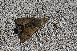 Taubenschwänzchen (Macroglossum stellatarum) (19.09.2015, C109482)