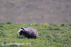 Photo: Dachs