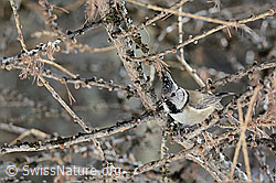 Foto: Haubenmeise