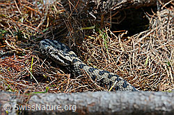 Photo: Aspisviper (Vipera aspis)