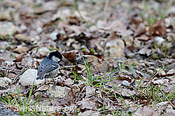 Photo: Tannenmeise späht nach Insekten