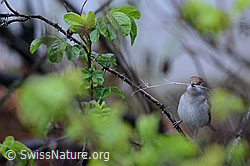 Mönchsgrasmücke (Sylvia atricapilla), Weibchen (01.05.2016, C113751)