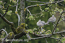 Zwei Türkentauben (Streptopelia decaocto) auf Apfelbaum (C113771)