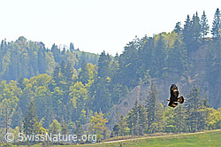 Photo: Steinadler im Vorbeiflug