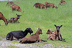 Photo: Ziegen auf der Weide