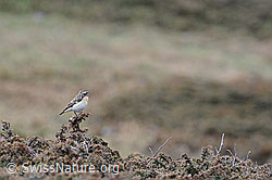 Foto: Braunkehlchen (Saxicola rubetra)