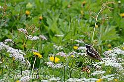 Foto: Braunkehlchen (Saxicola rubetra)