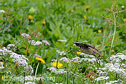 Foto: Braunkehlchen (Saxicola rubetra)