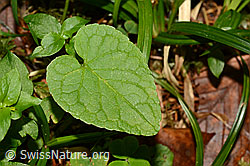 C115049: Blatt in Herzform