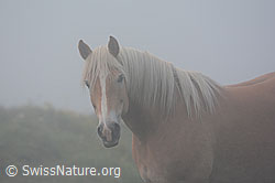 Photo: Hauspferd (Equus caballus)