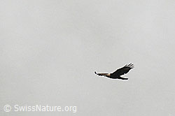 C115415: Kreisender Steinadler