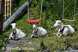 Photo: Goats taking a siesta in a playground
