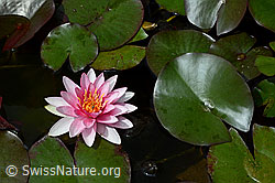 Photo: Hybrid-Seerose, Blätter und Blüte