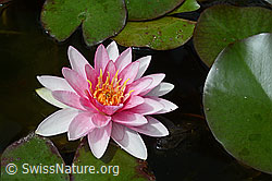 Photo: Wundervoll geöffnete Blüte einer Seerose