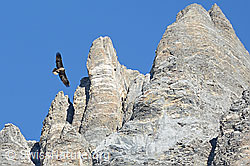 Foto: Bartgeier kreist um Felstürme