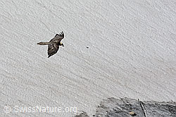 Foto: Bartgeier im Vorbeiflug