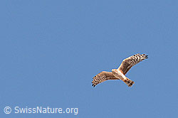 Photo: Turmfalke am blauen Himmel