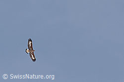 C123680: Junger Adler im Flug