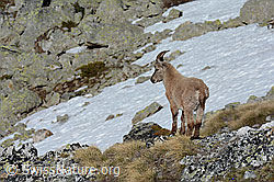 C126018: Junger Steinbock