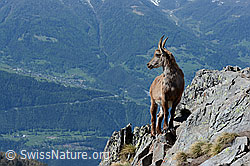 Photo: Steingeiss in Felswand hoch über dem Tal