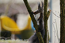 Photo: Eichhörnchen (Sciurus vulgaris)