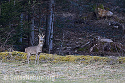 Photo: Stolzer Rehbock auf der Wiese