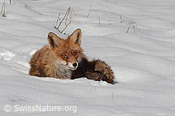 Photo: Fuchs im Schnee