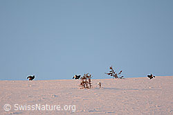 Photo: Balzende Birkhähne