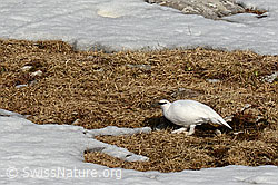 C133379: Schneehuhn auf Nahrungssuche