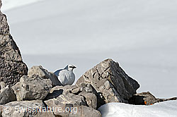 C133406: Schneehuhn gut getarnt zwischen Felsblöcken