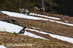 Foto: Ringdrossel (Turdus torquatus)