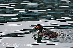Foto: Gänsesäger (Mergus merganser)